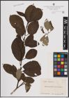 Foto von Salix caprea L.